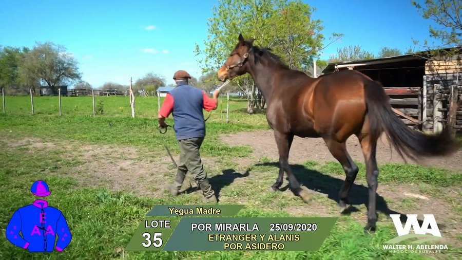 Lote POR MIRARLA
