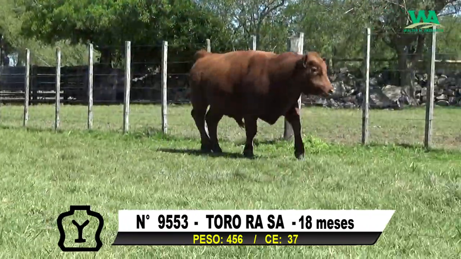 Lote TORO Nº 9553