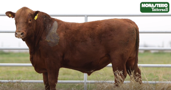 Lote TOROS GENERALES, CONTROLADOS Y REGISTRADOS