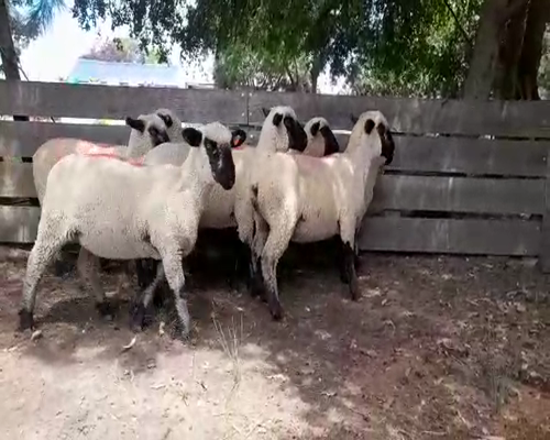 Lote 7 Corderas Hampshire Down a remate en 8vo. Evento  HAMPSHIRE DOWN 45kg -  en Ruta 1 km 85