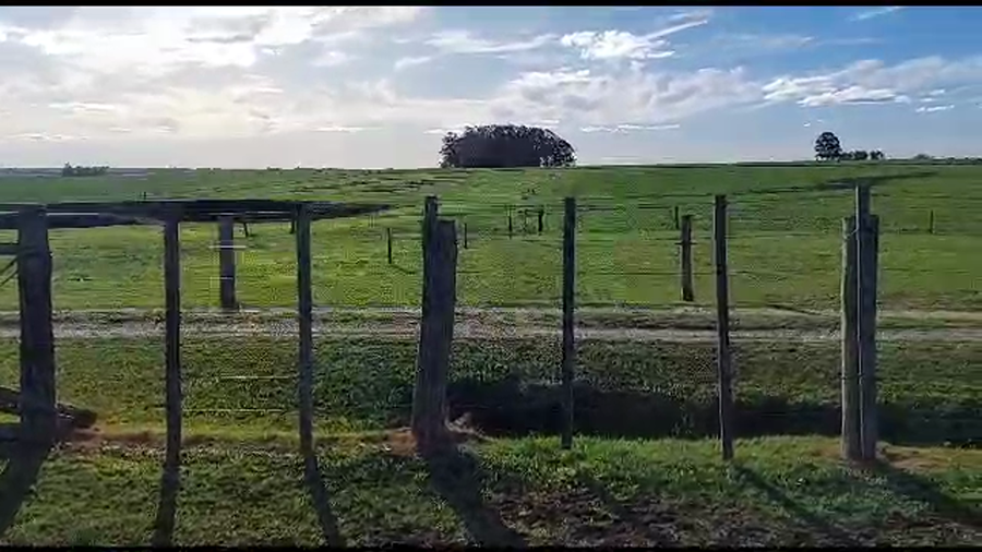 Lote 2 vaquillonas holando