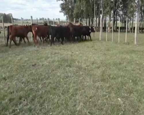 Lote Novillos