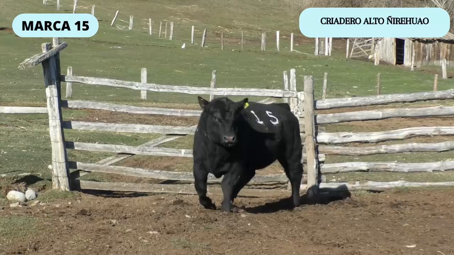 Lote 1 Toro en Coyhaique, XI Región Aysén