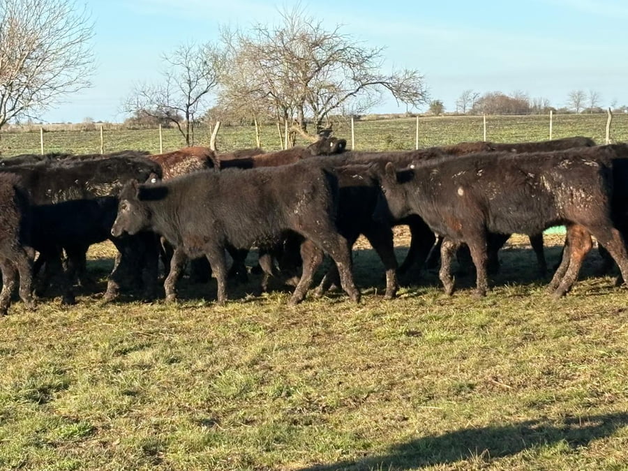 Lote 60 Terneras en Entre Ríos, Villaguay