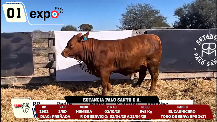 Lote LOTE 1