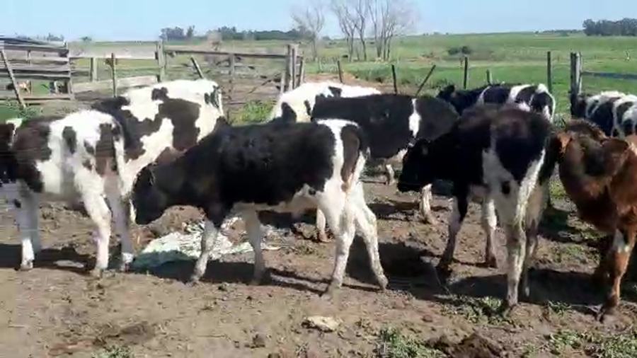 Lote 13 Terneros HOLANDO a remate en PANTALLA CAMY - SAN JOSE  1500 VACUNOS 155kg - , San José