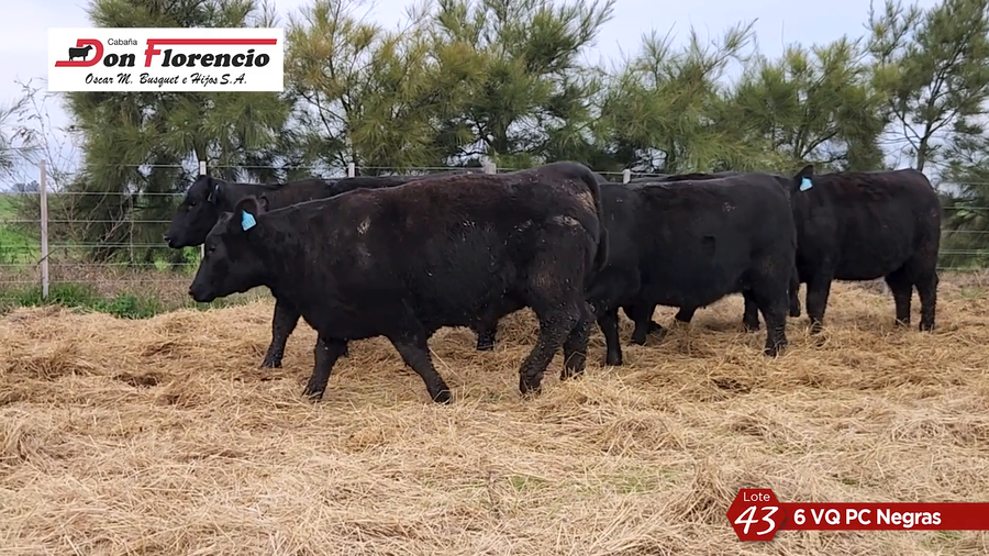 Lote HEMBRAS
