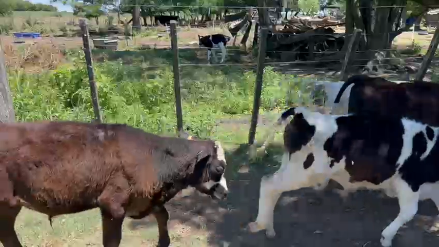 Lote 13 Terneros y Terneras a remate en Ultima pantalla del año - Escritorio Camy 90kg - , San José