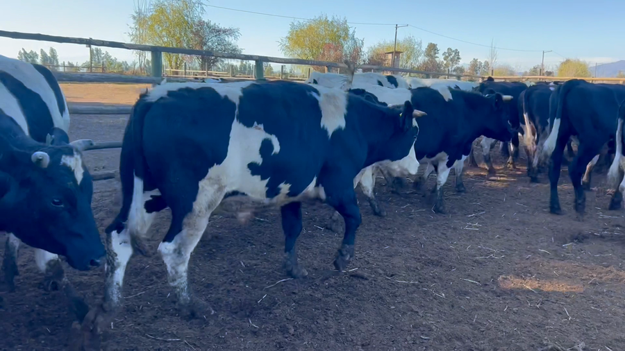 Lote 40 Novillo Gordo en Melipilla, Región Metropolitana