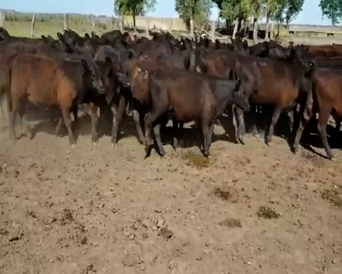 Lote 77 Terneros/as en Villaguay, Entre Ríos