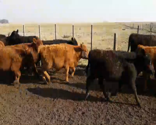 Lote 60 Terneras en Gral. Lamadrid, Buenos Aires