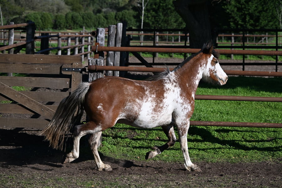 Lote LA BRAVA COQUINA