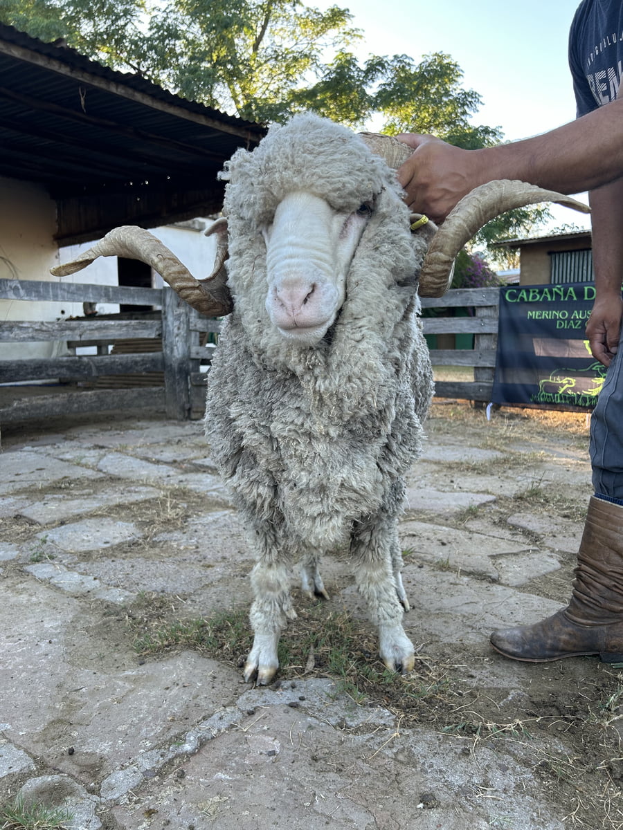 Lote Borrego 4/6D (MO: Si)