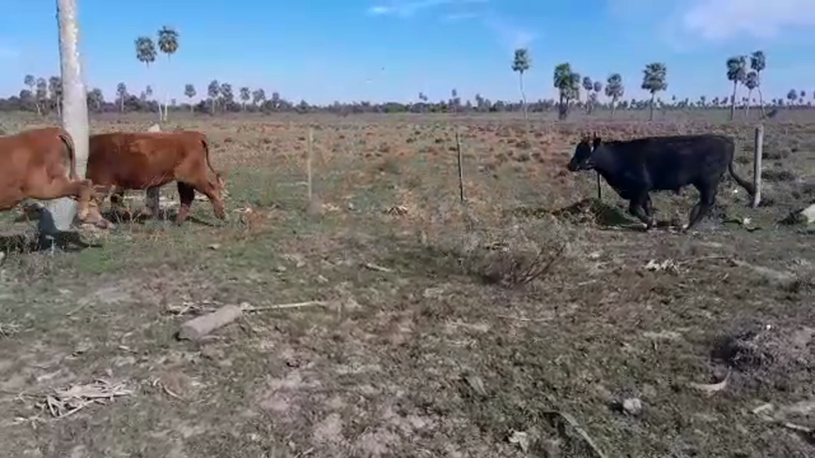 Lote 52 Novillos en Goya, Corrientes