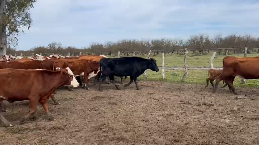 Lote 150 Vacas nuevas C/ cria