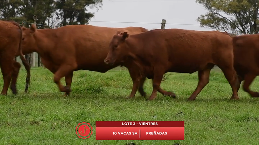 Lote Vacas SA