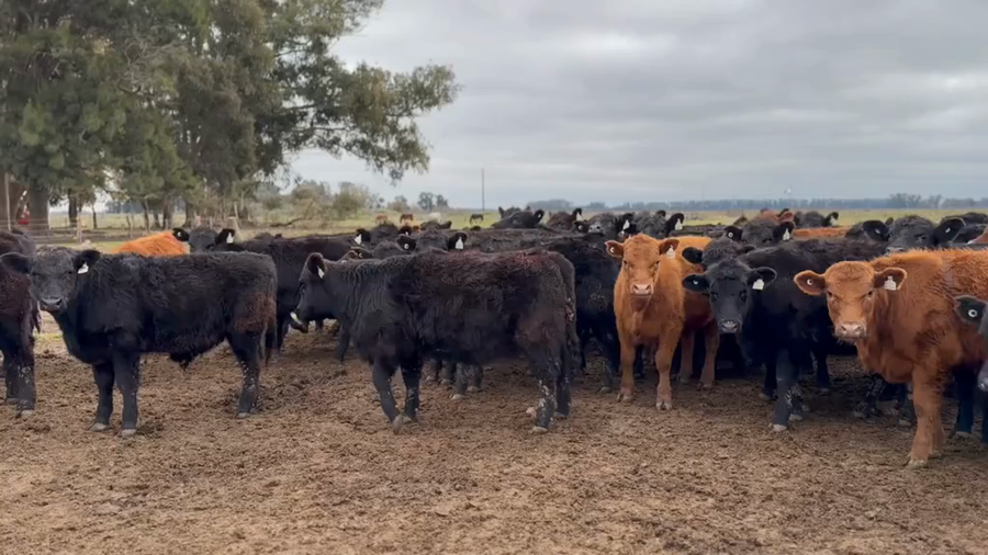 Lote 40 Terneras