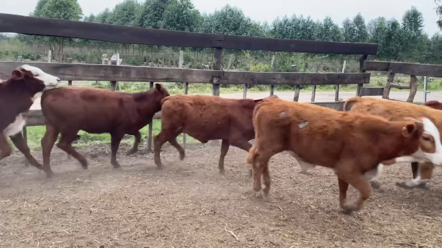 Lote 70 Terneros/as en Bella Vista, Corrientes
