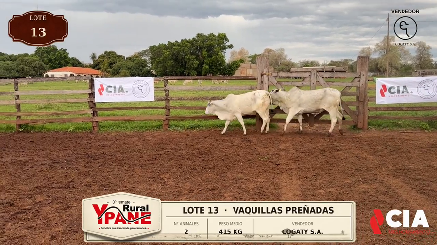 Lote Lote 13