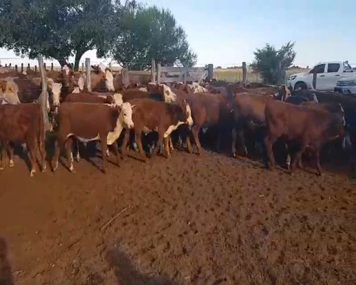 Lote 120 Terneros en Esquina, Corrientes