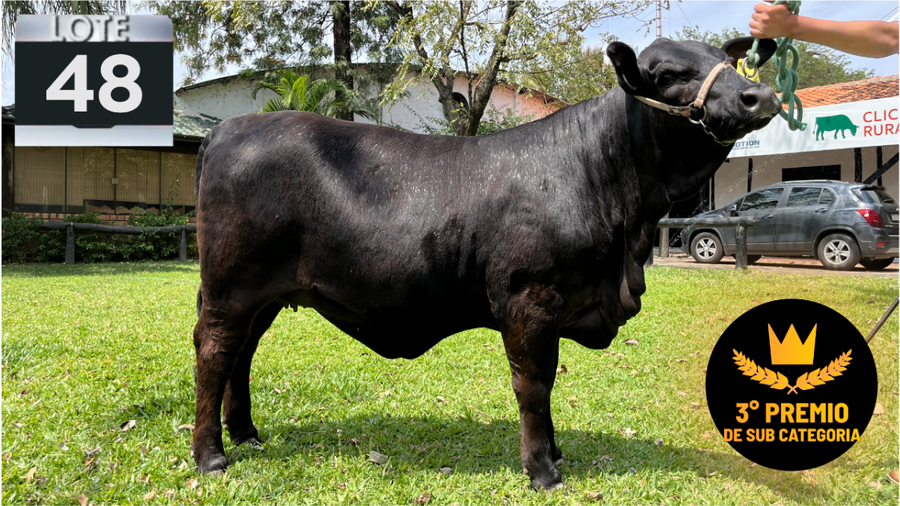 Lote LOTE 48