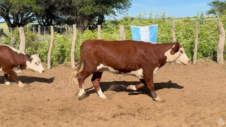 Lote 65 Vaquillonas preñadas