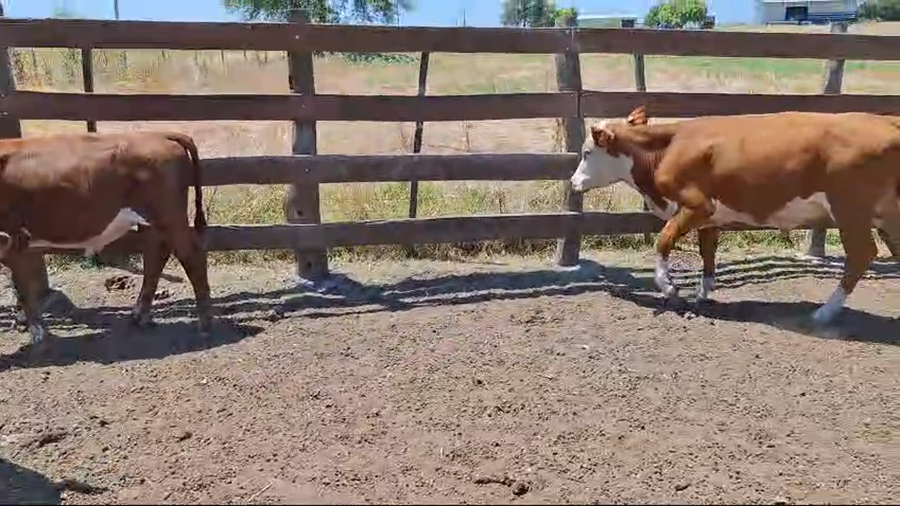 Lote Terneros enteros