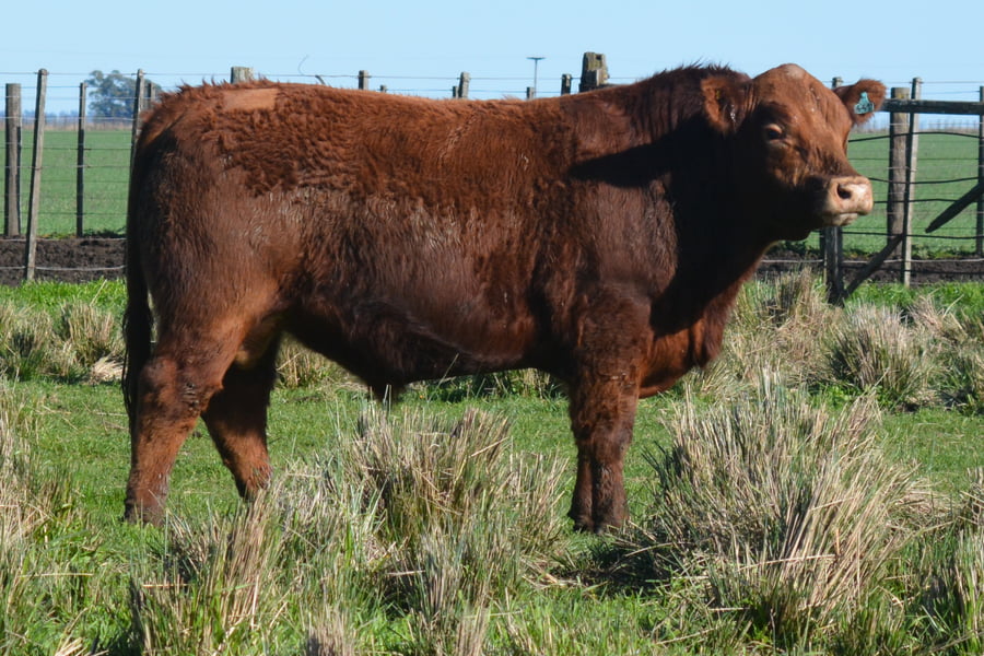 Lote Toros PC