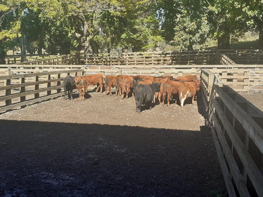 Lote 80 Ternero en Cunco, IX Región Araucanía