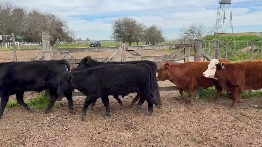 Lote 20 Terneros/as
