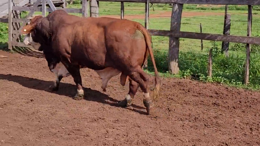 Lote Toros T. Braford a remate en Remate de Reproductores, Asunción