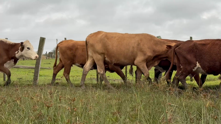 Lote 70 Vacas de invernar