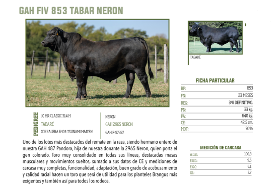 Lote LOTE 79
