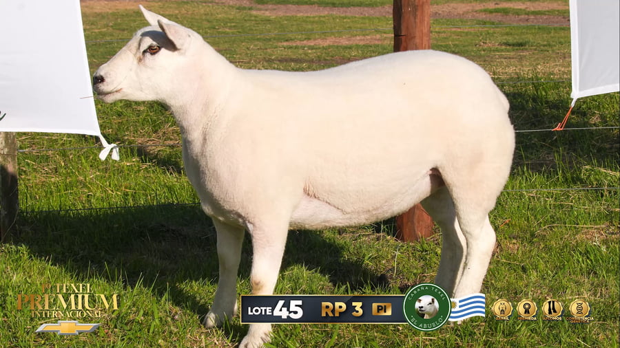 Lote Borregas a remate en 1º Texel Premium Internacional, Canelones