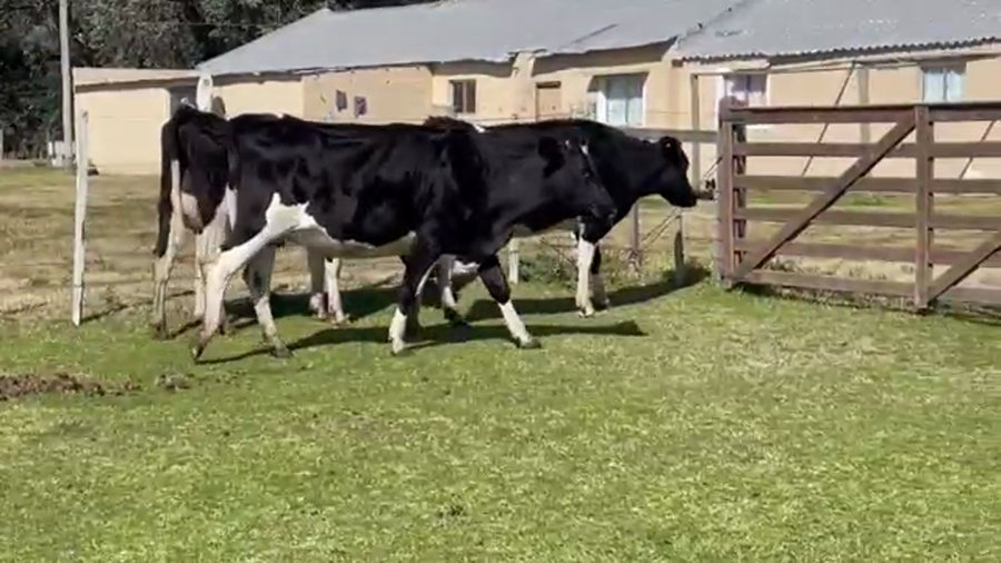 Lote (Vendido)3 Vaquillonas 1 a 2 años HOLANDO a remate en 5to remate por pantalla ENTRE MARTILLOS, San José