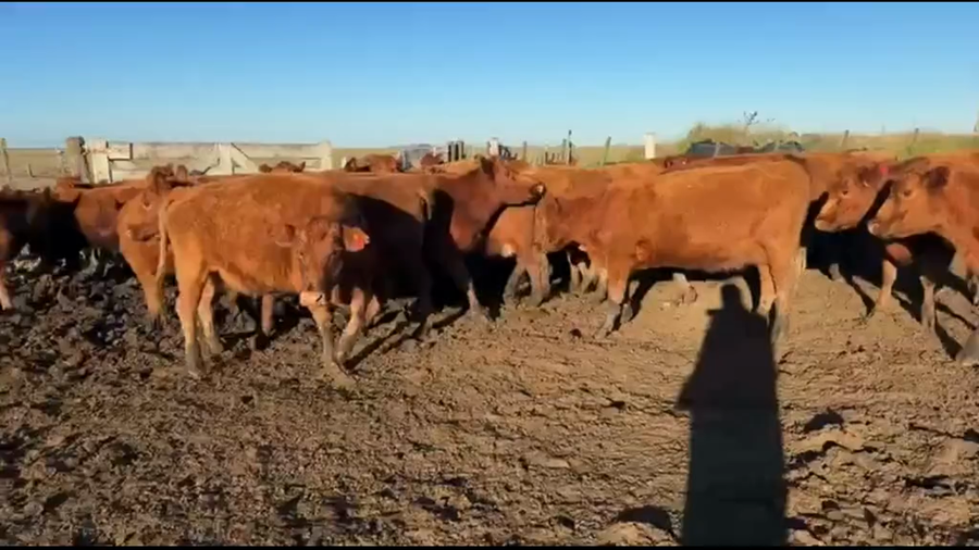 Lote 80 Vacas nuevas Preñadas