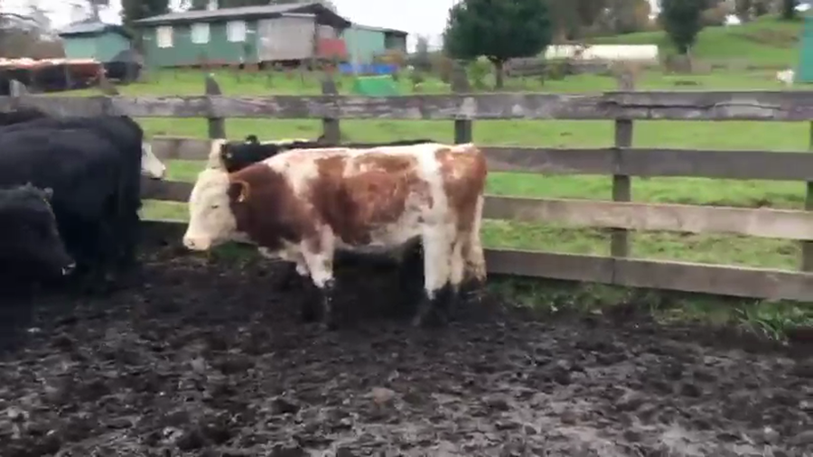 Lote 55 Novillo Engorda en Río Bueno, XIV Región Los Ríos