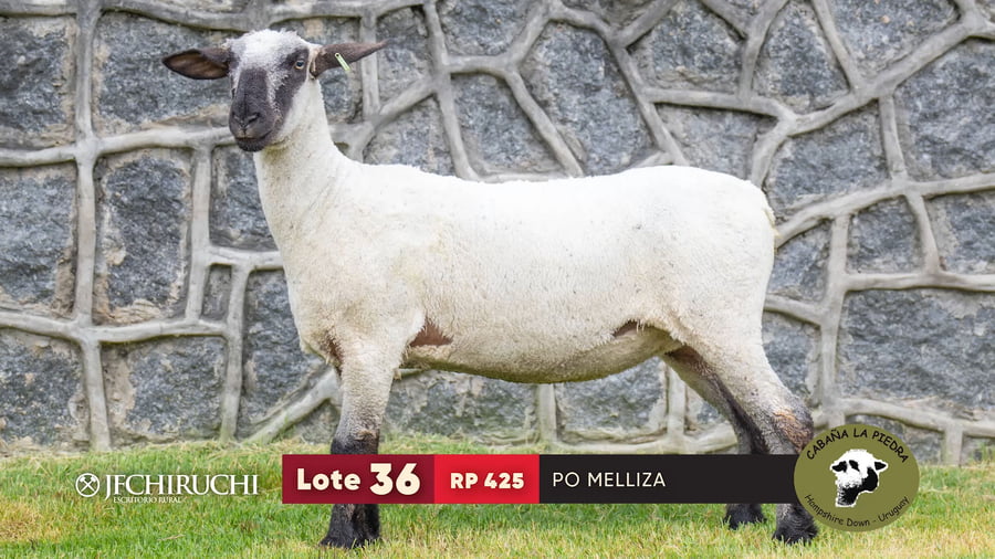 Lote LOTE 36