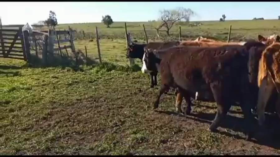 Lote TERNERAS