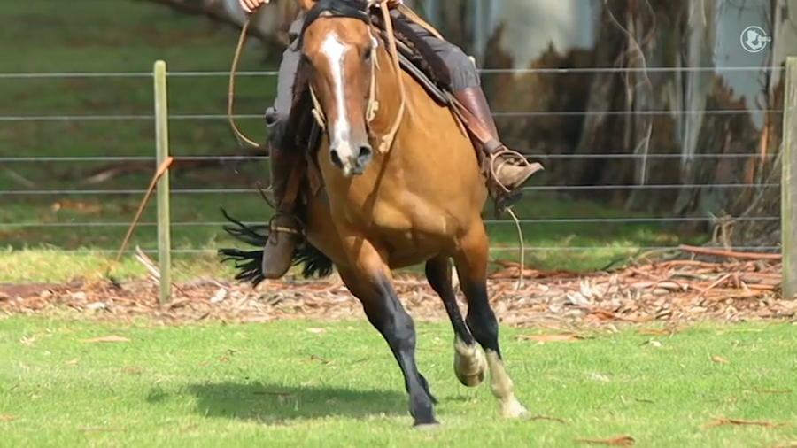Lote BB Casandra - Cabaña Don Luis