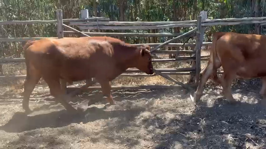 Lote 55 Novillo Engorda