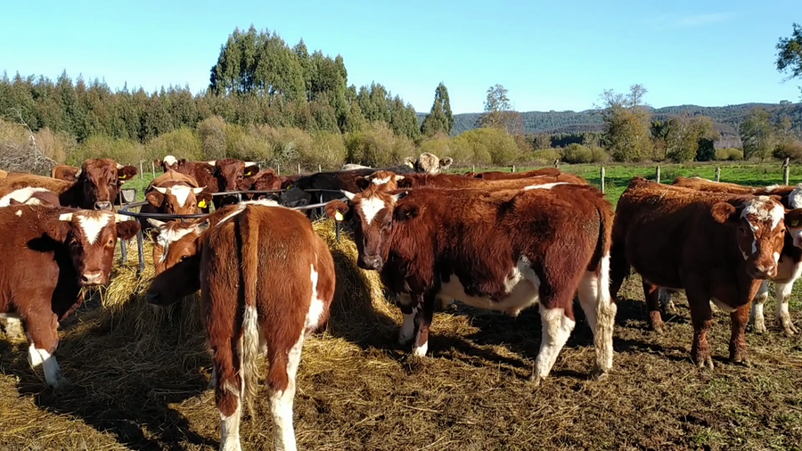 Lote 55 Novillo Engorda en Fresia, X Región Los Lagos