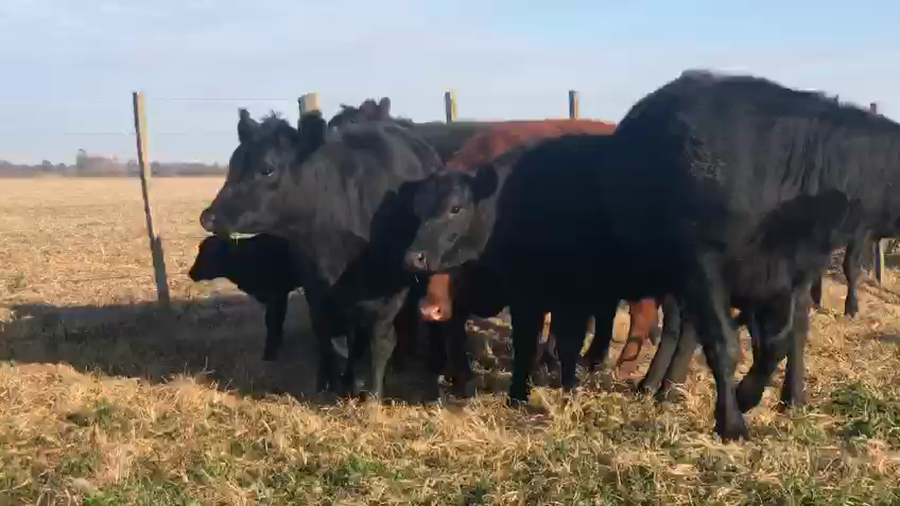 Lote 30 Vaquillonas preñadas en Partido de Rivadavia, Buenos Aires