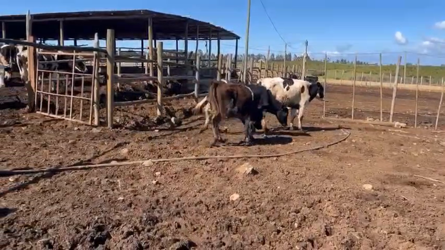 Lote 50 Novillo Engorda en Rengo, VI Región O-Higgins