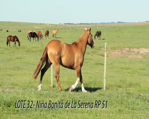 Lote NIÑA BONITA DE LA SERENA