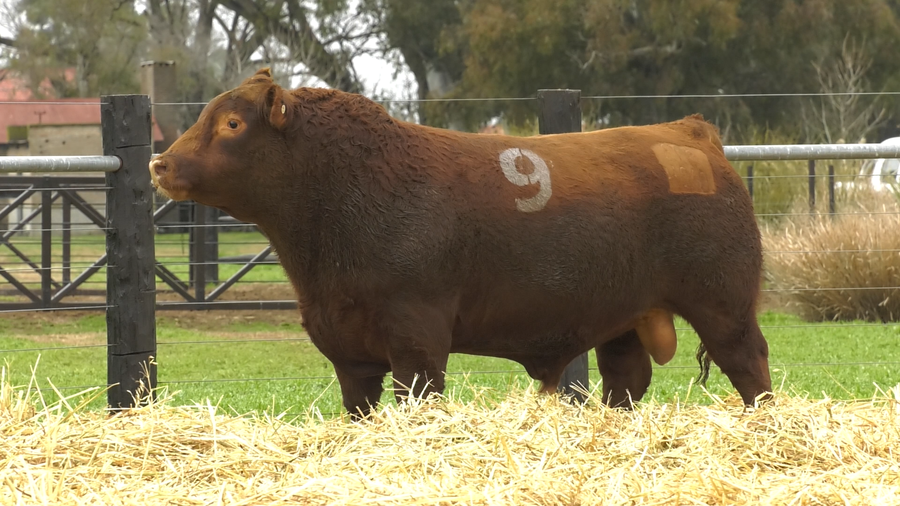 Lote TOROS ANGUS PURO CONTROLADO