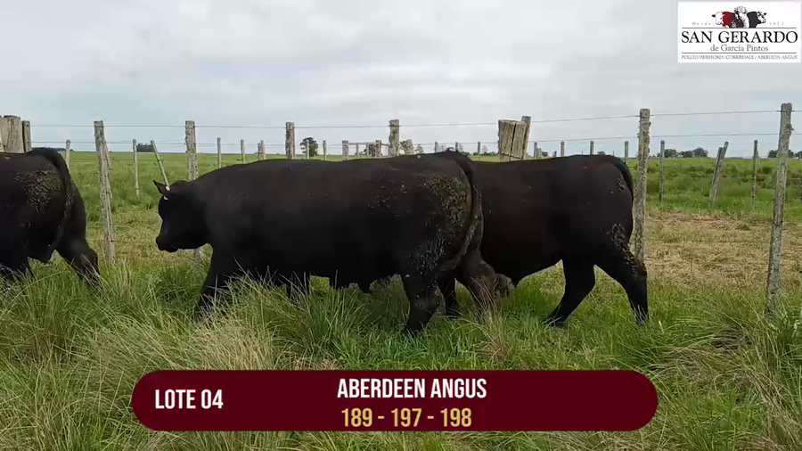 Lote TOROS ABERDEEN ANGUS