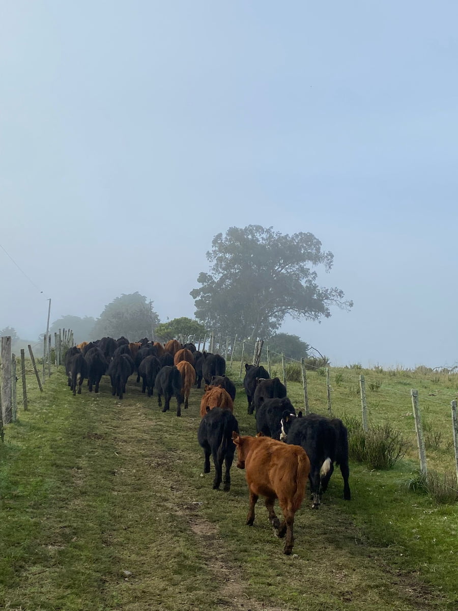 Lote Terneros/as