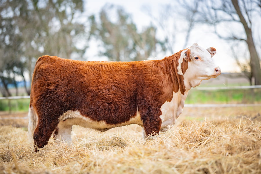 Lote ORDEN  5 TERNERAS PP