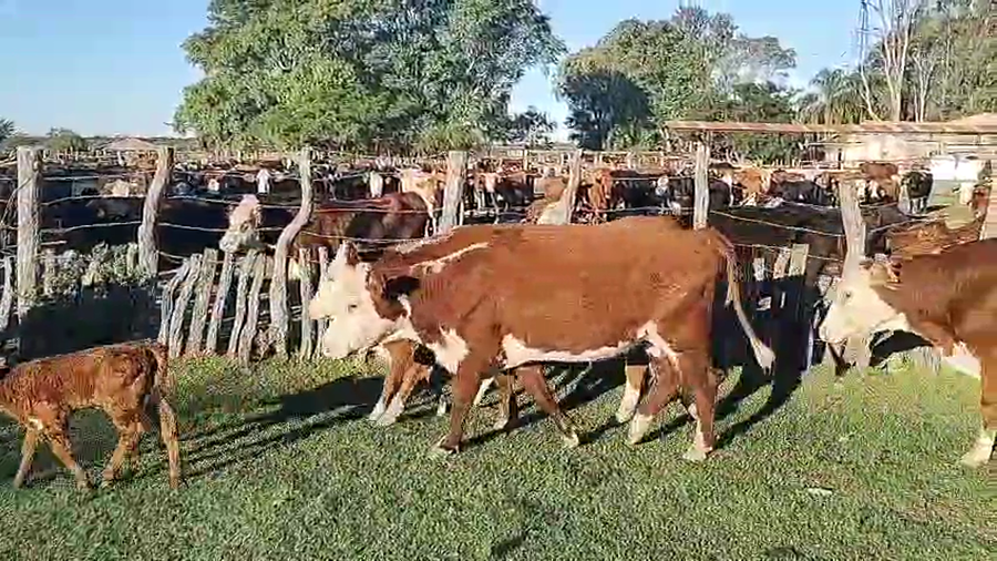 Lote 32 Vaquillonas C/ gtia de preñez en Corrientes, Perugorría